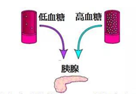 调节血糖稳态，GK负重前行