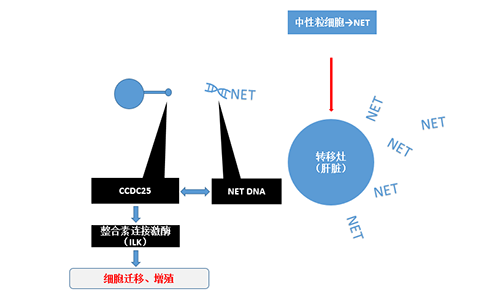 除了单纯的捕获，NET DNA与CCDC-25的结合还增强了癌细胞的侵袭行为，促进了癌症的肝转移。
