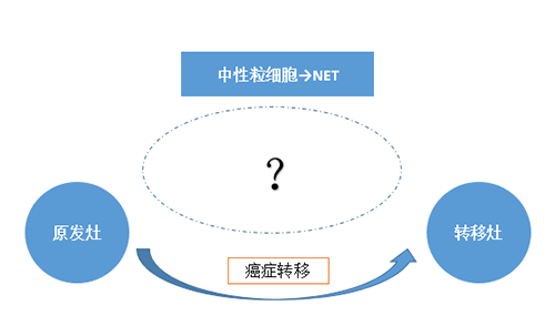 NET可能会通过某些方式“捕获”或“唤醒”癌细胞，从而造成癌细胞的迁移。