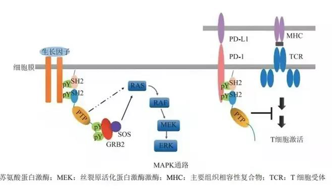 晚期恶性肿瘤患者的福音，SHP2变构抑制剂RG001片获批临床.png