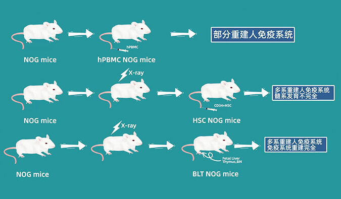 评价肿瘤药物的动物药效模型，你选对了吗.jpg