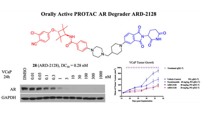 ARD-2128是一种PROTAC AR降解剂，具有出色的血浆和微粒体稳定性，本研究中体外稳定性和PK研究通过AG真人国际进行
