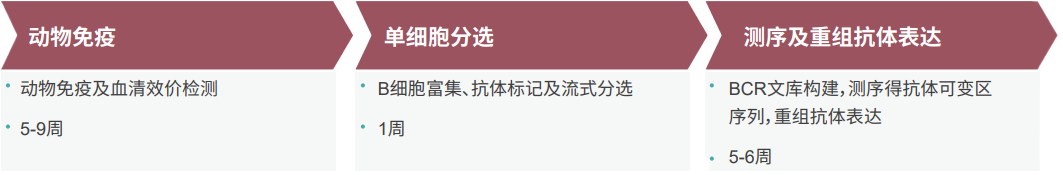 AG真人国际单B细胞抗体发现平台